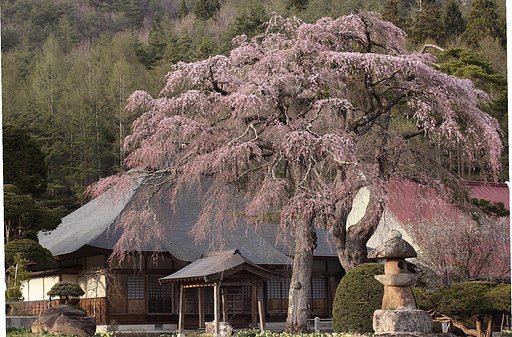 東北桜紀行Ⅵ