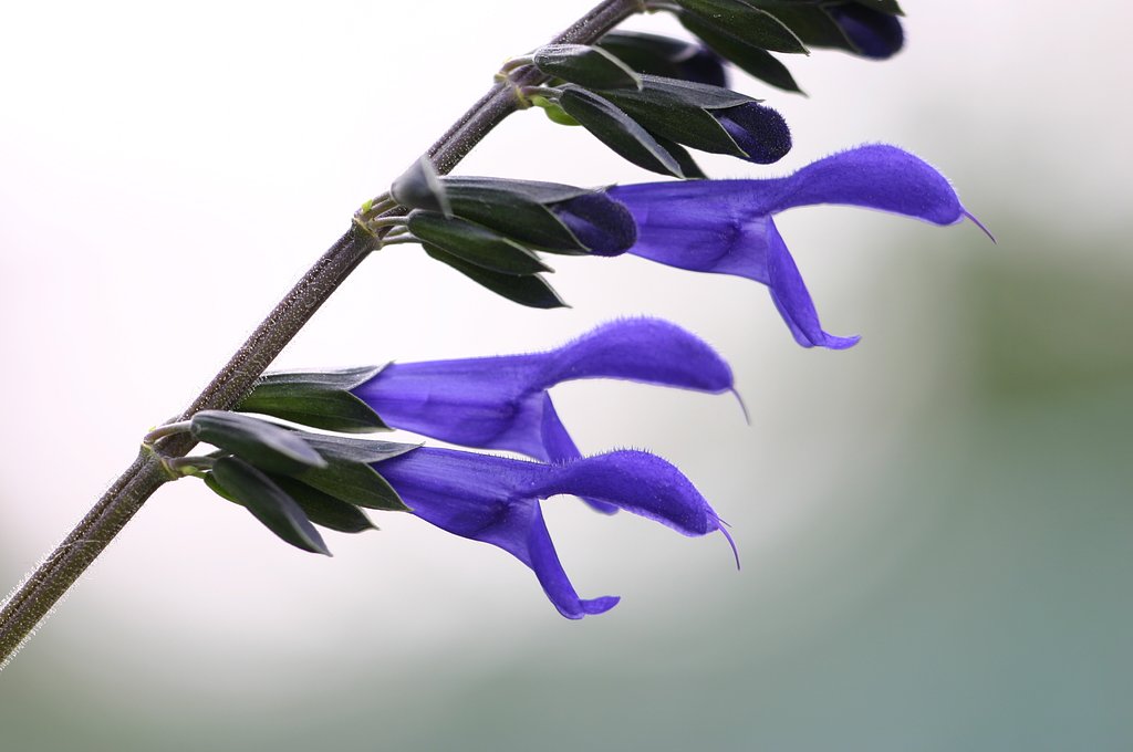 涼風