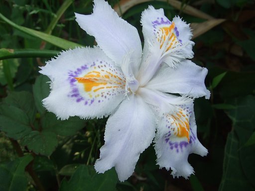 可憐な花