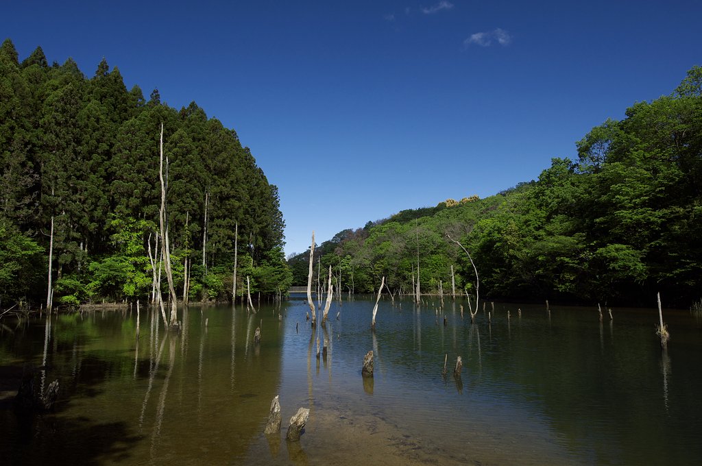 新緑の池