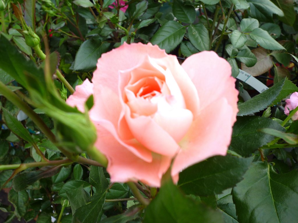 サーモンピンク薔薇