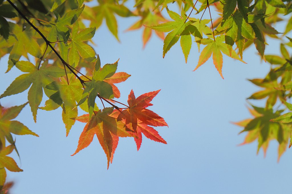 初夏の紅葉