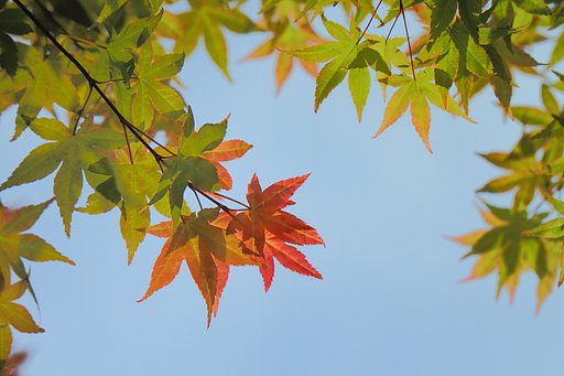 初夏の紅葉