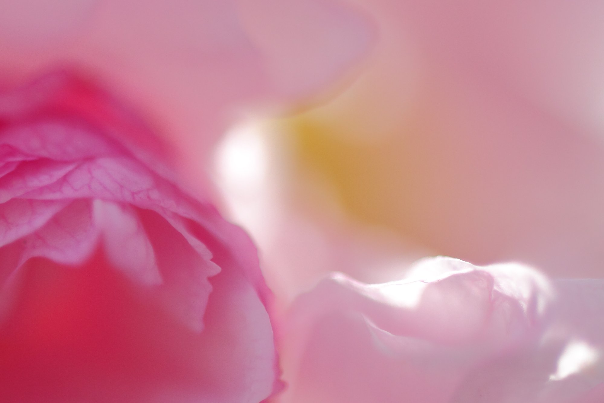 サクラアート2010