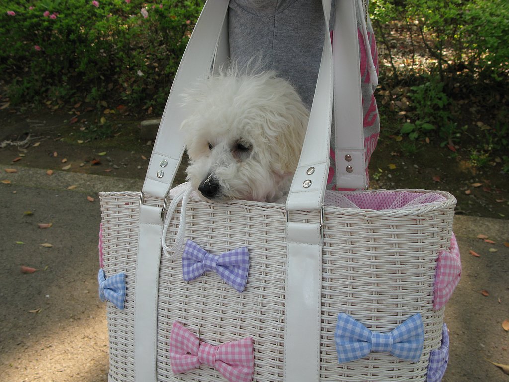春の散歩