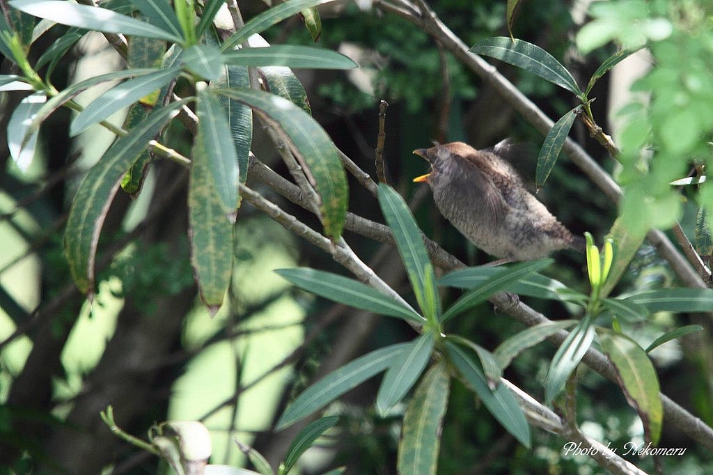 百舌鳥の雛も②