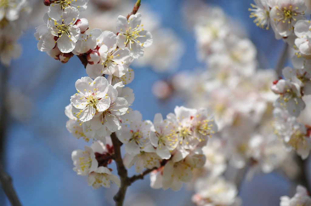 桜2