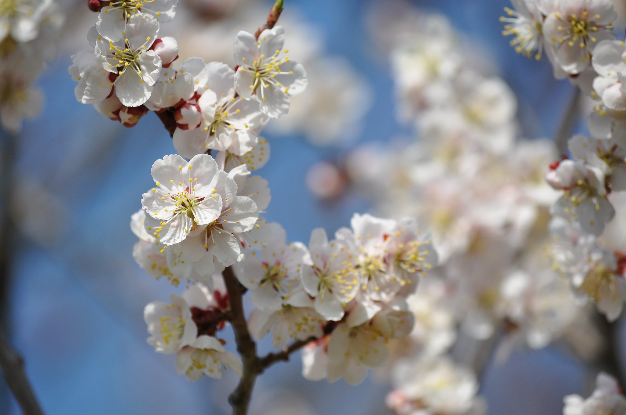 桜2