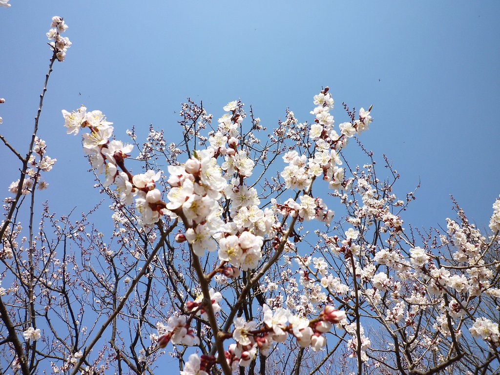 桜　白