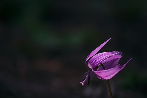 天使Ⅱ