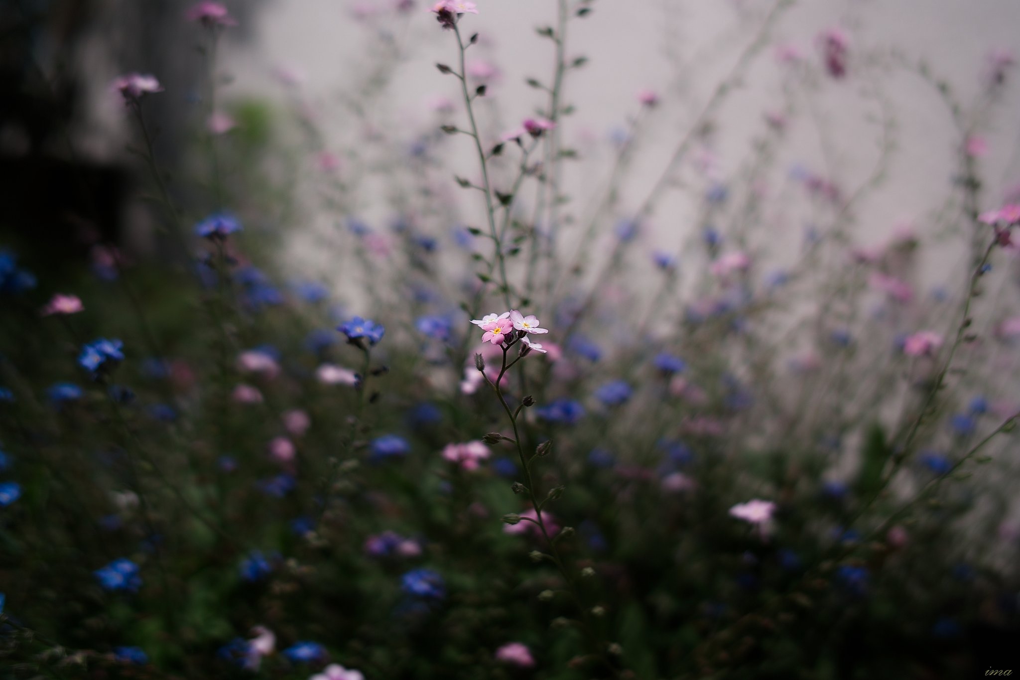 【清和】 花