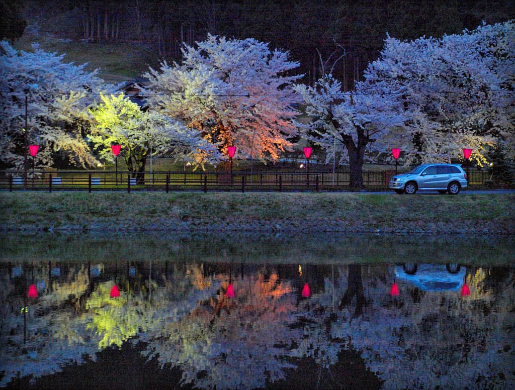 夜桜見物