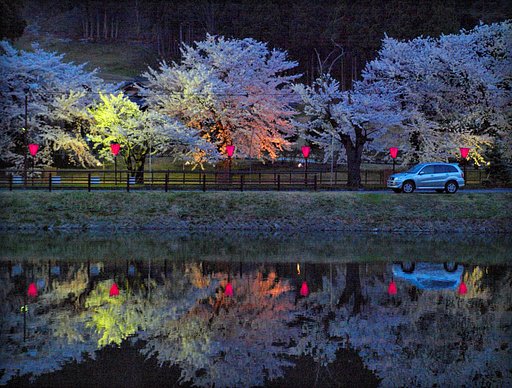 夜桜見物