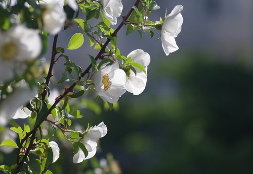 【清和】　朝のバラ