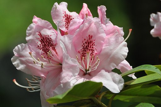 石楠花