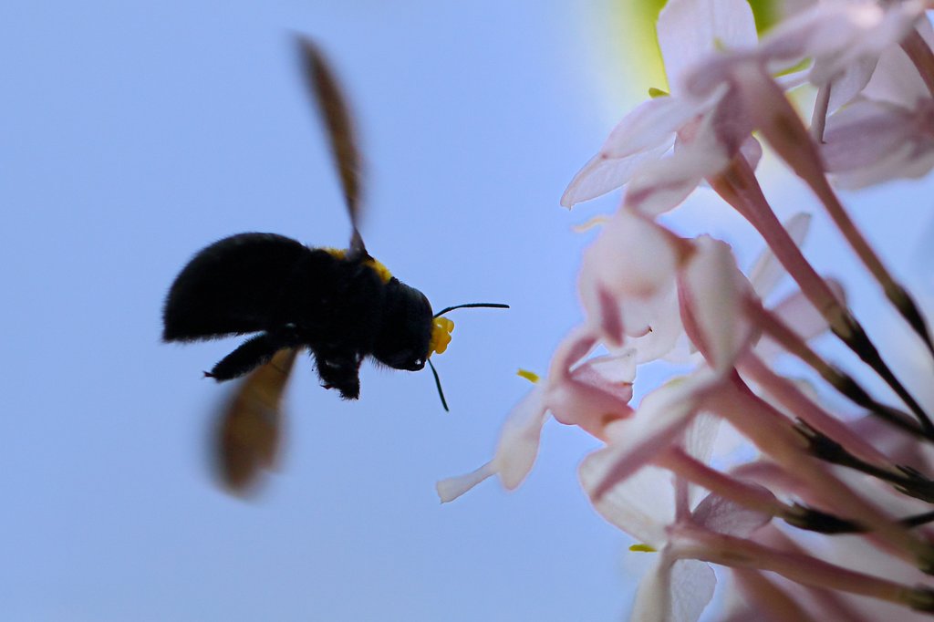 熊蜂の飛行