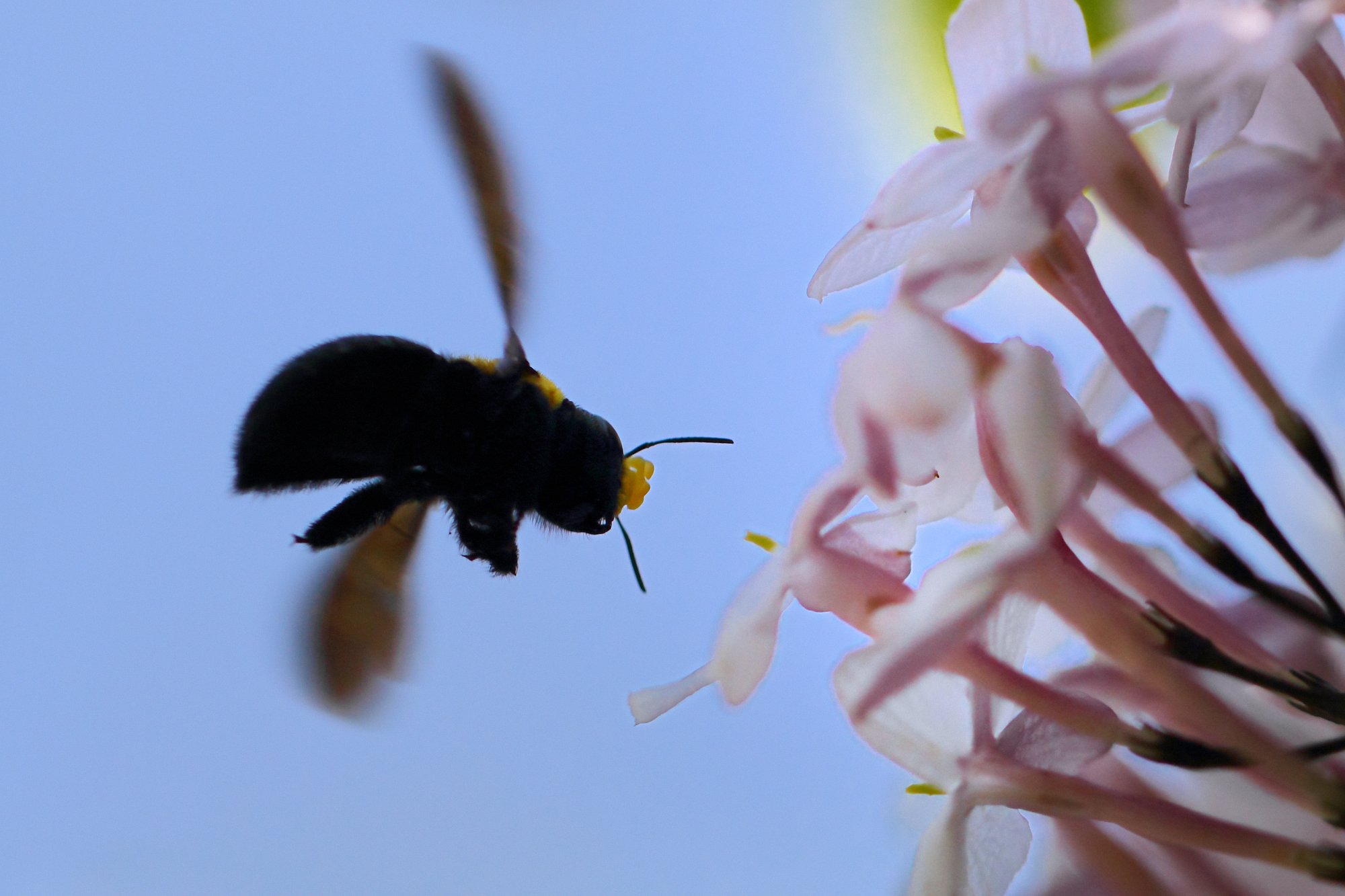 熊蜂の飛行