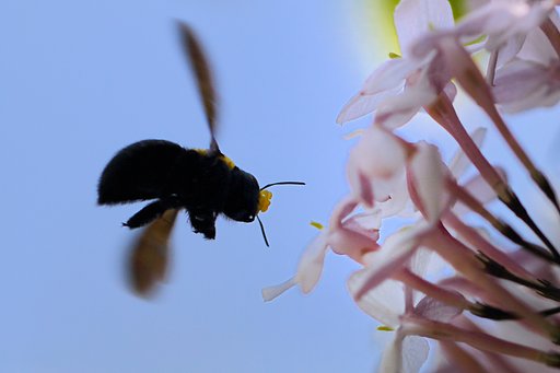 熊蜂の飛行