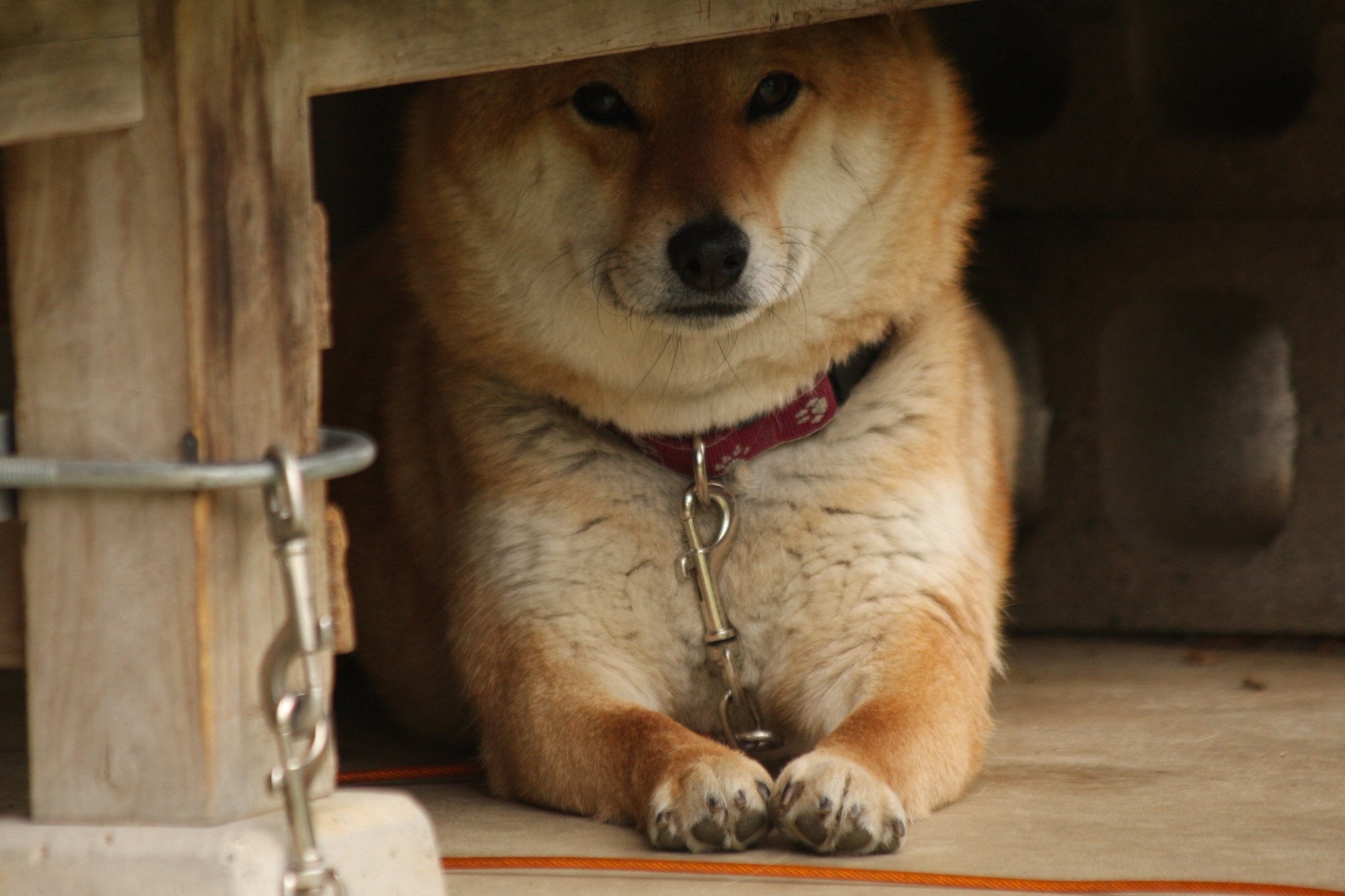 臆病わんちゃん