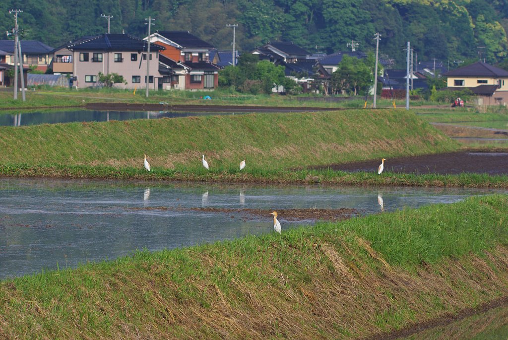 代掻きが始まると・・