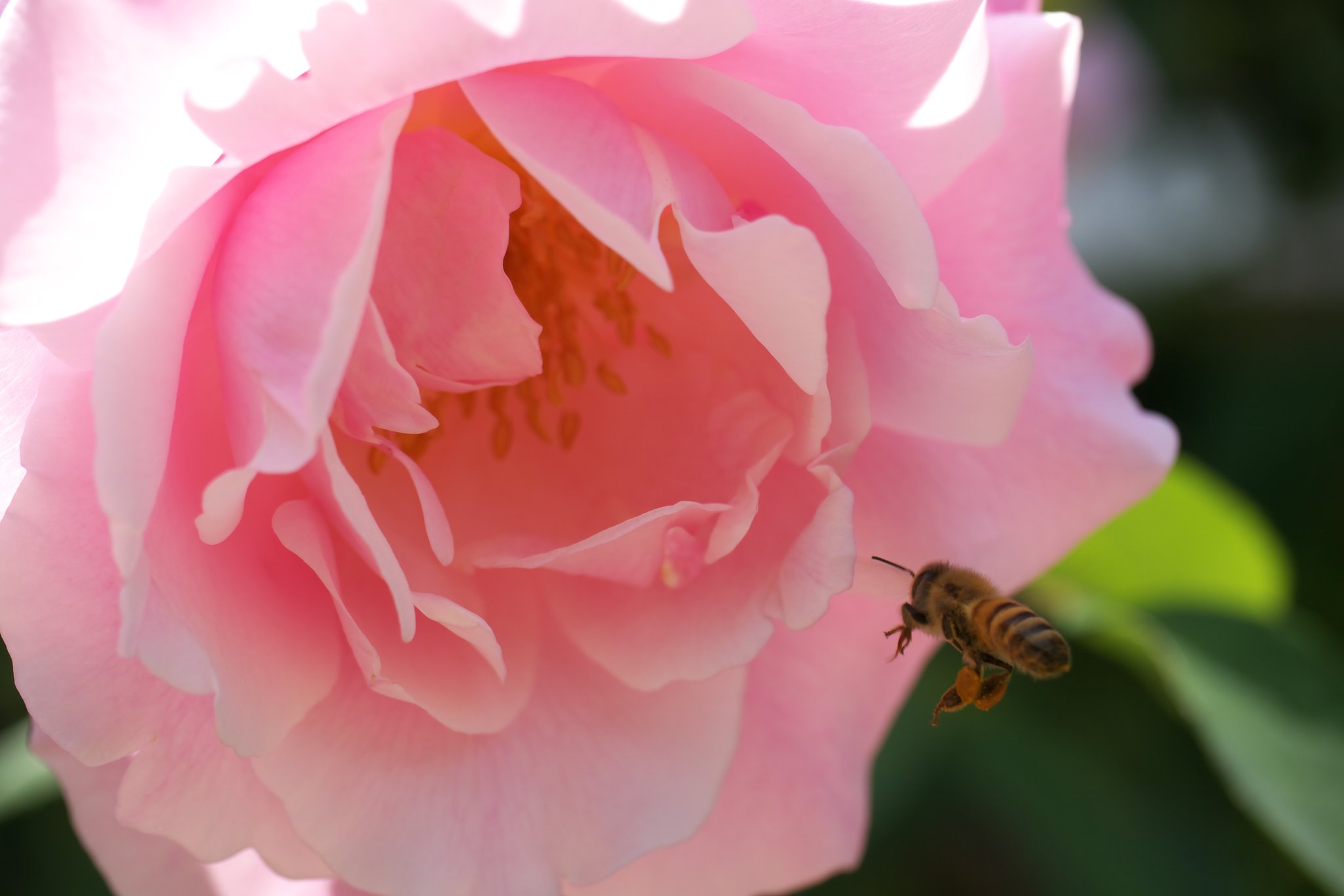 薔薇と蜂