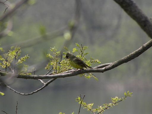 アオジ