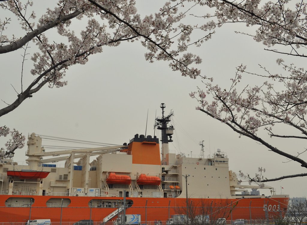 【桜】桜と南極観測船しらせ