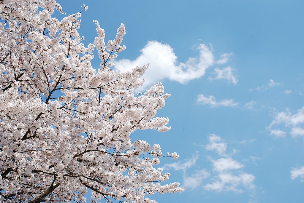 魚沼の桜