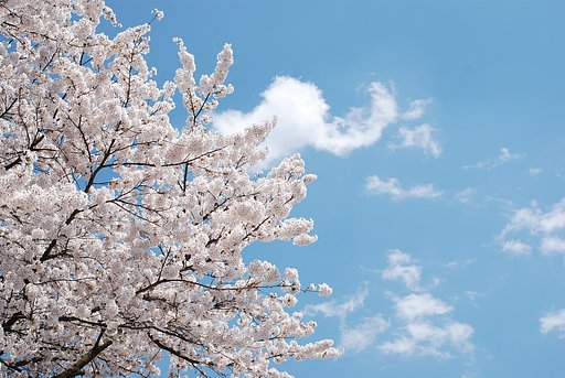魚沼の桜