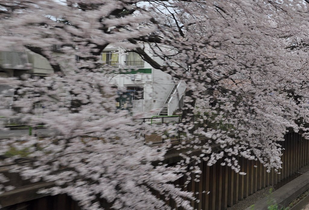 【桜】流れる桜