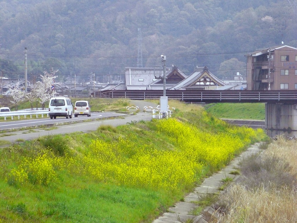 黄色の絨毯