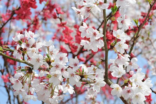 桜と花桃の競演
