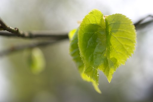 若葉としての自信