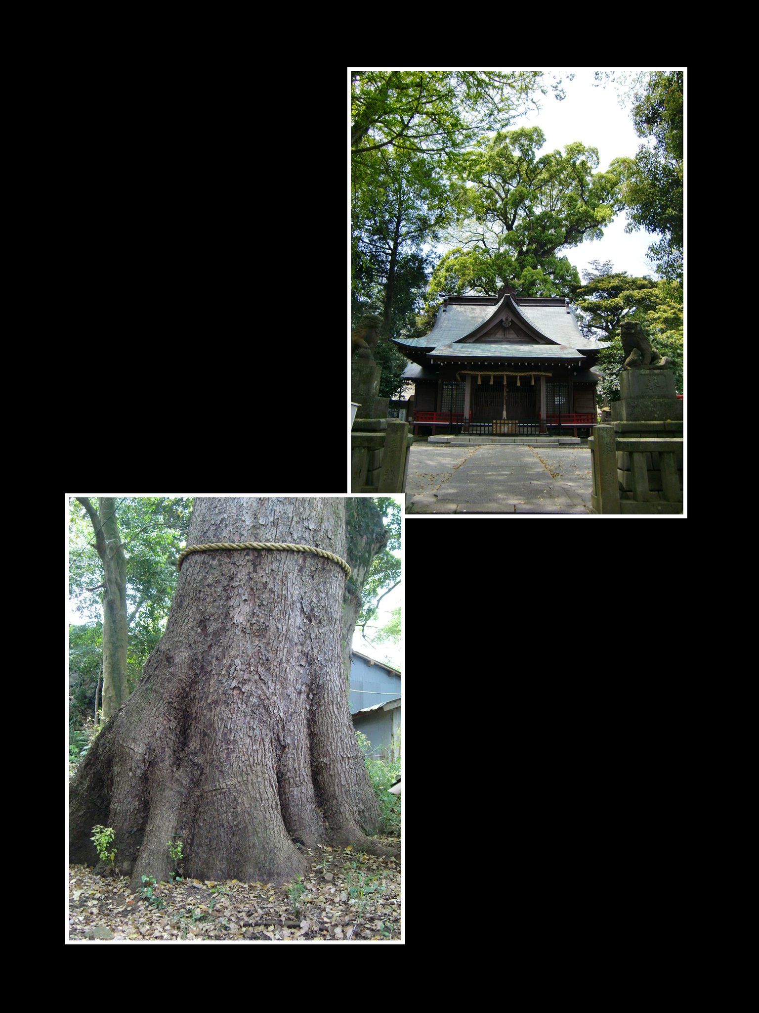 今宮神社のオオグス