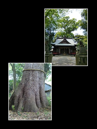 今宮神社のオオグス