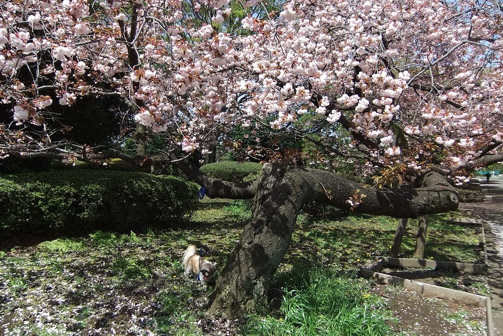 八重桜の中で・・・