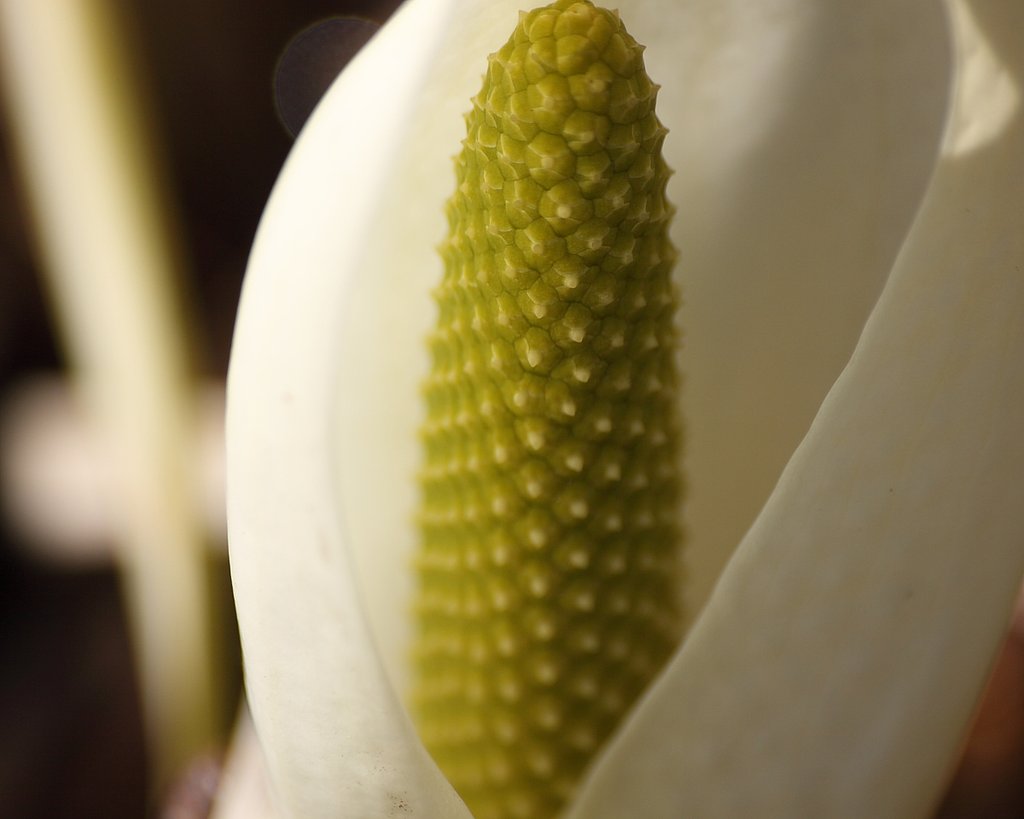 花心