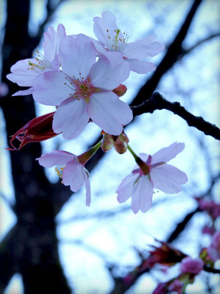 山の桜