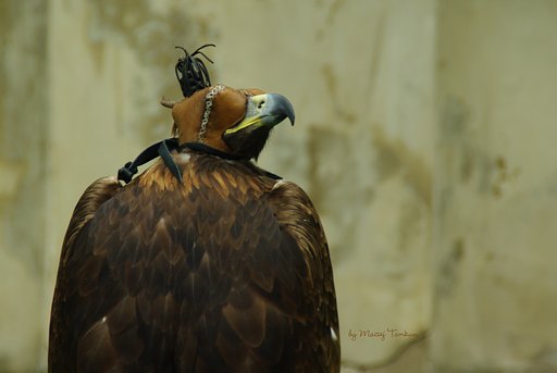 Bird hunter