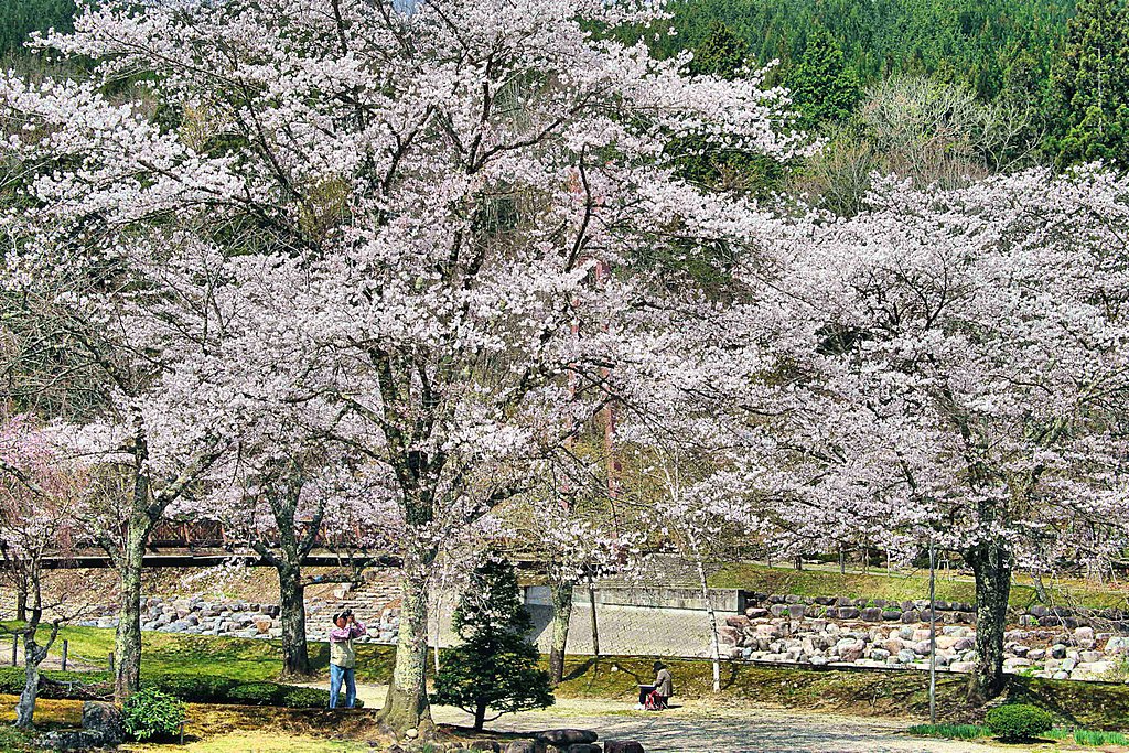【清和】桜にカメラマンと絵描き人