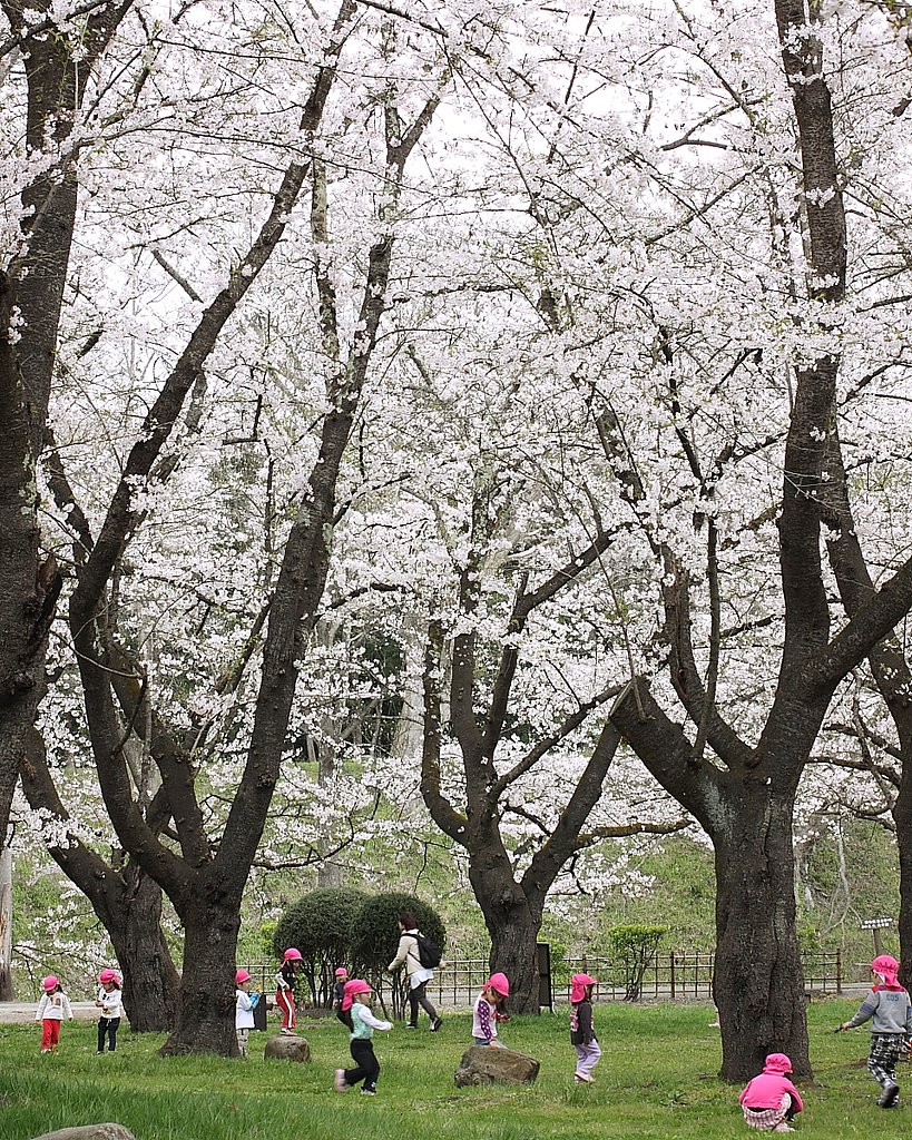 桜の下で