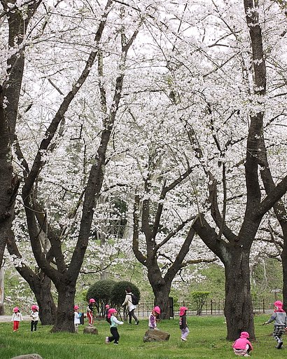 桜の下で