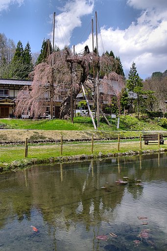 最後の【桜】の日のはずれ