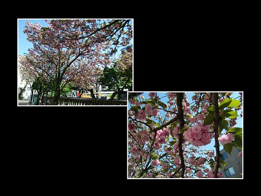 糸川の「八重桜」