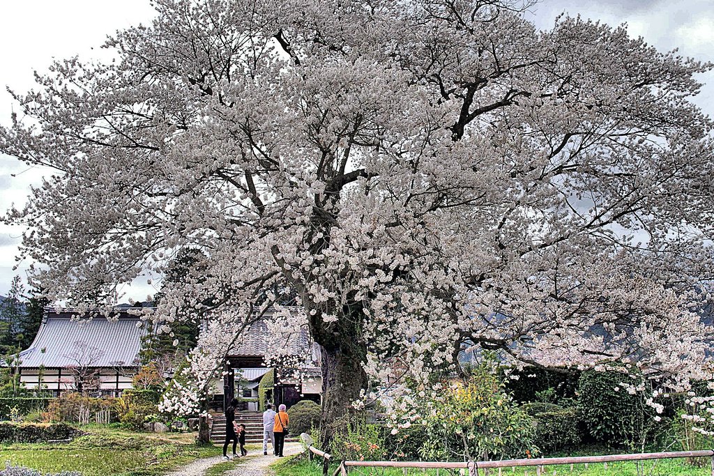 松源寺の【桜】