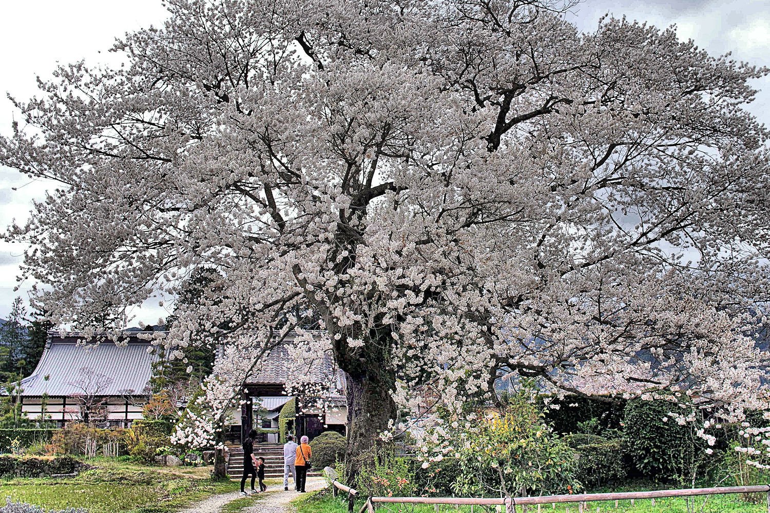 松源寺の【桜】