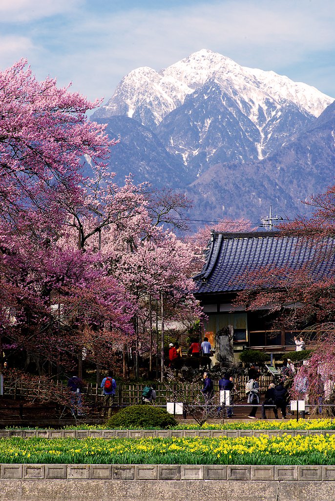 【桜】後半戦突入．．．．