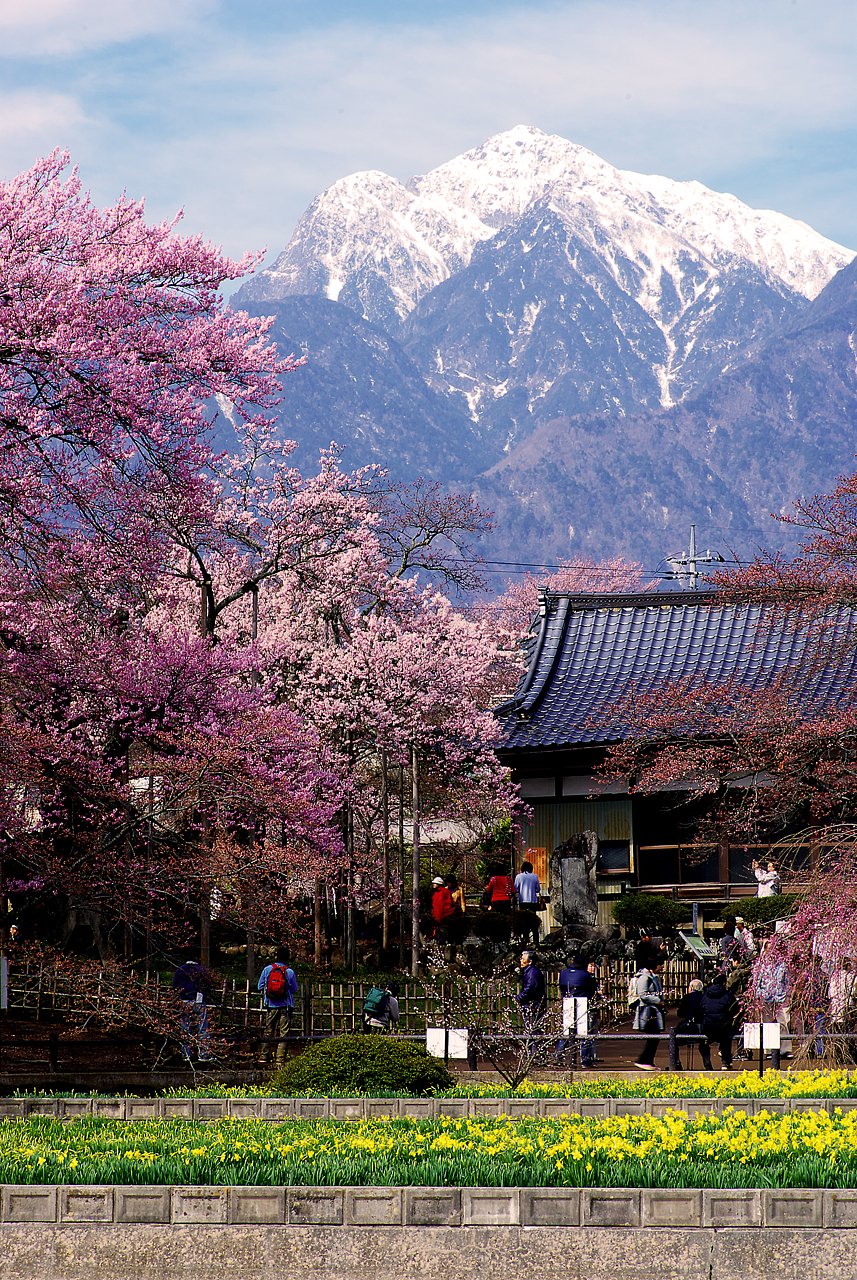 【桜】後半戦突入．．．．