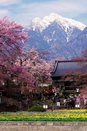 【桜】後半戦突入．．．．
