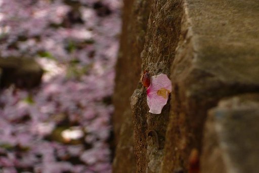 散る【桜】